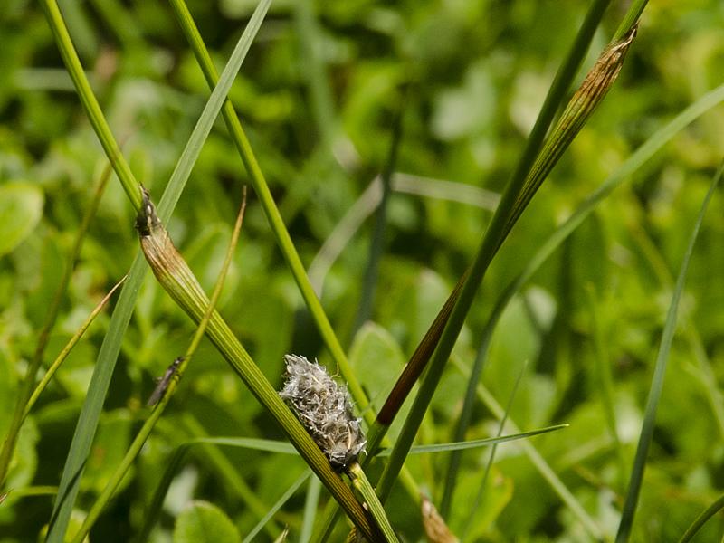 Eriophorum vaginatum