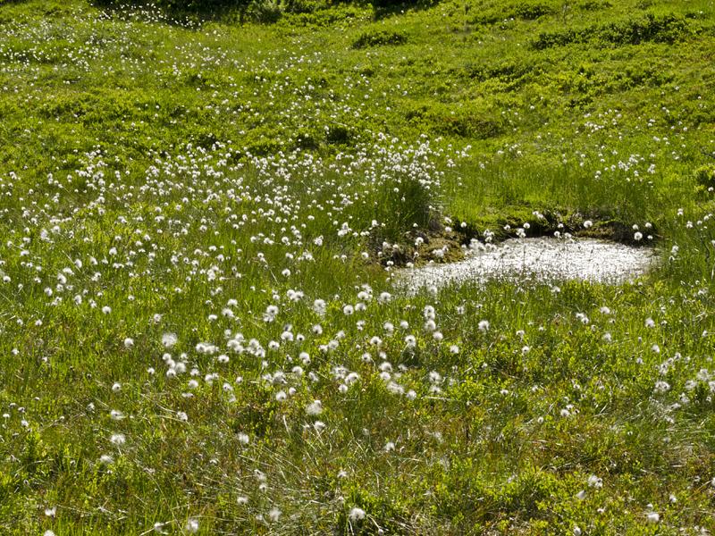 Eriophorum vaginatum