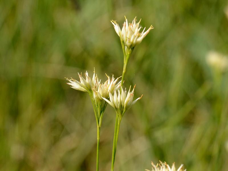 Rhynchospora alba