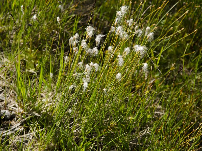 Trichophorum alpinum