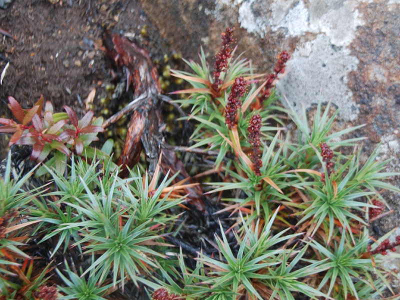 Richea scoparia