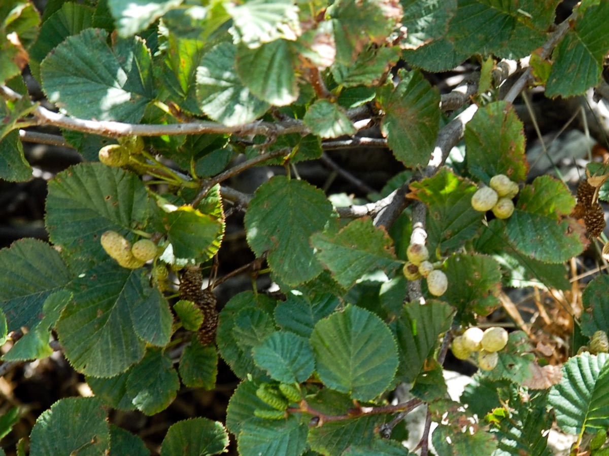 Alnus alnobetula