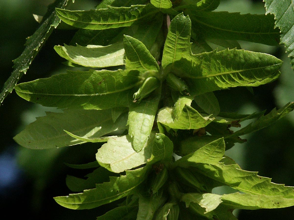 Carpinus betulus