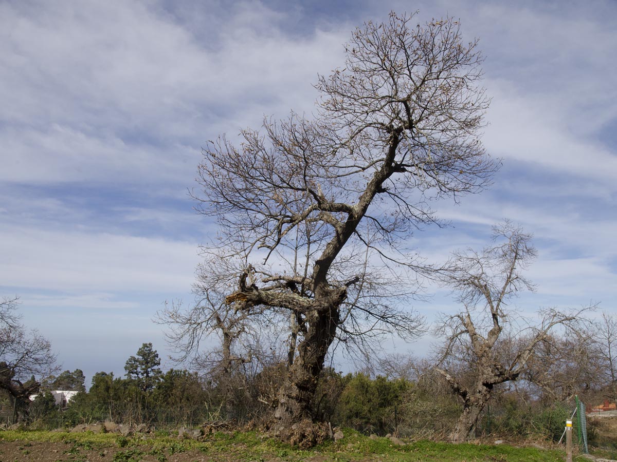 Castanea sativa