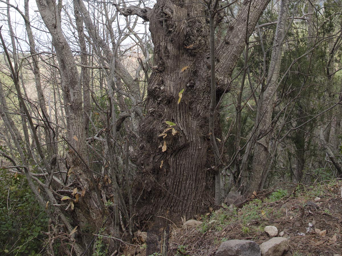 Castanea sativa