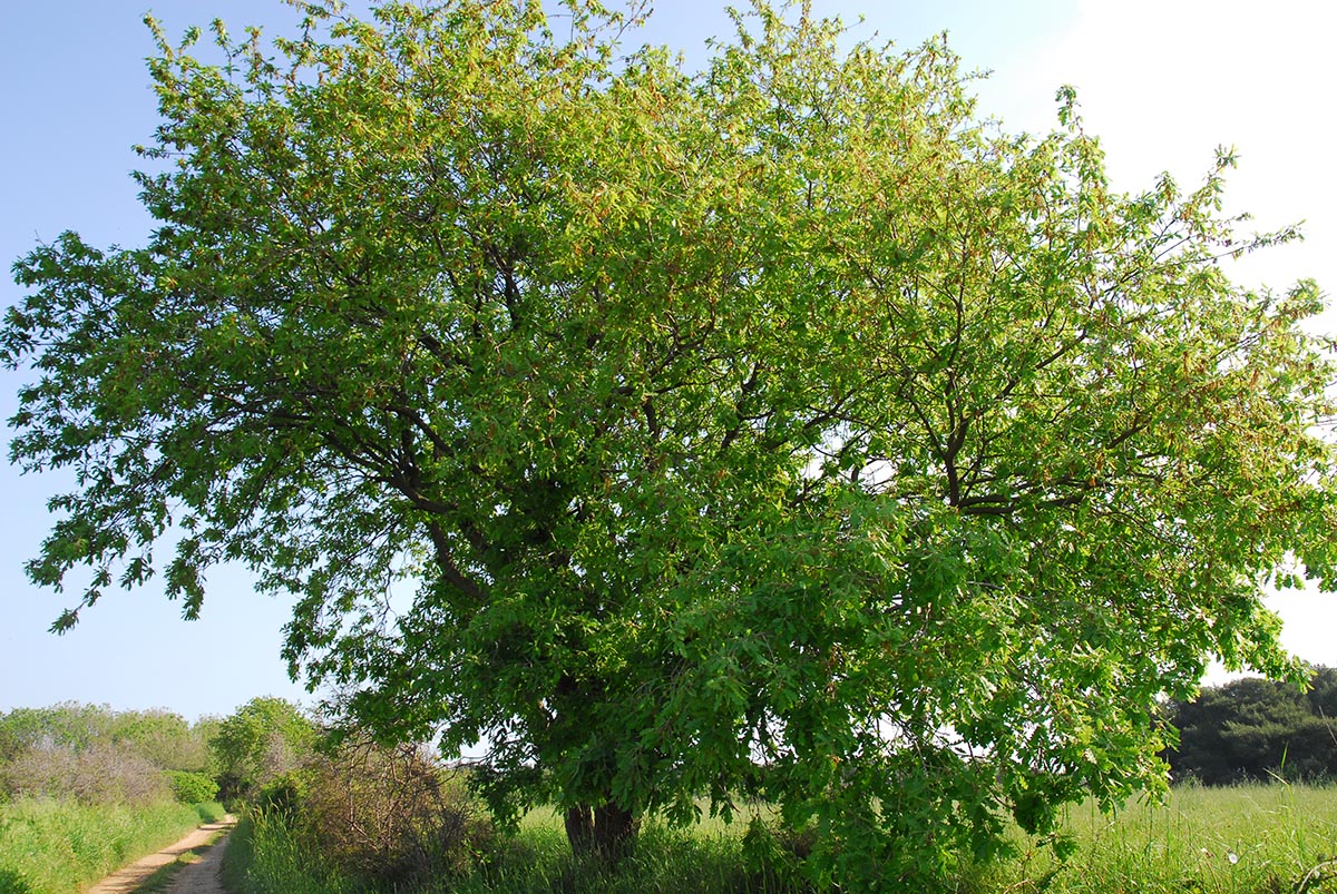 Quercus pubescens