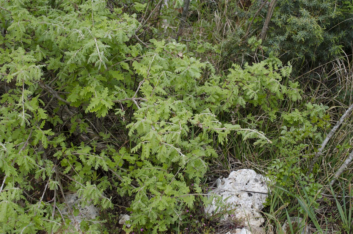 Quercus pubescens