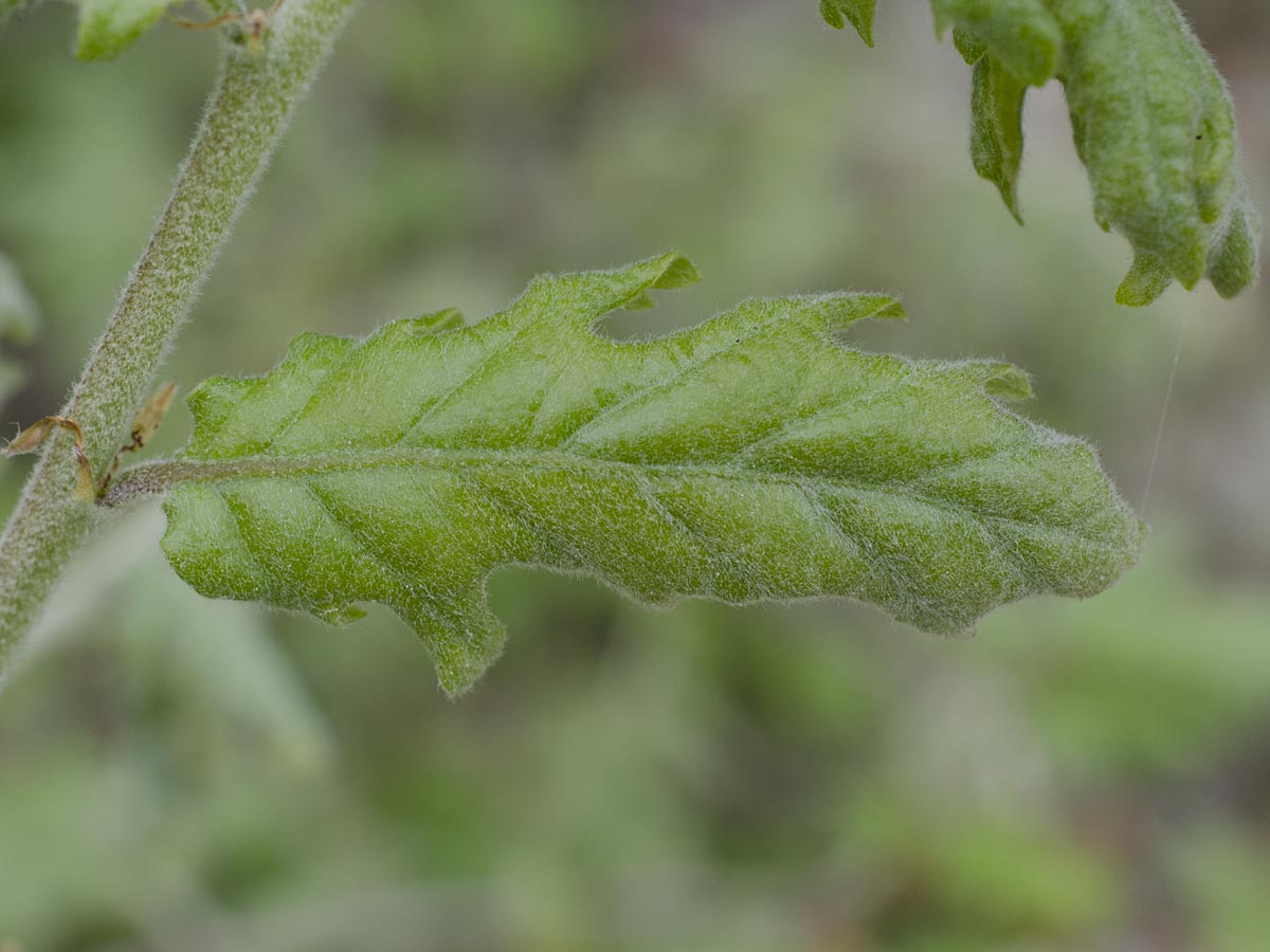 Quercus pubescens