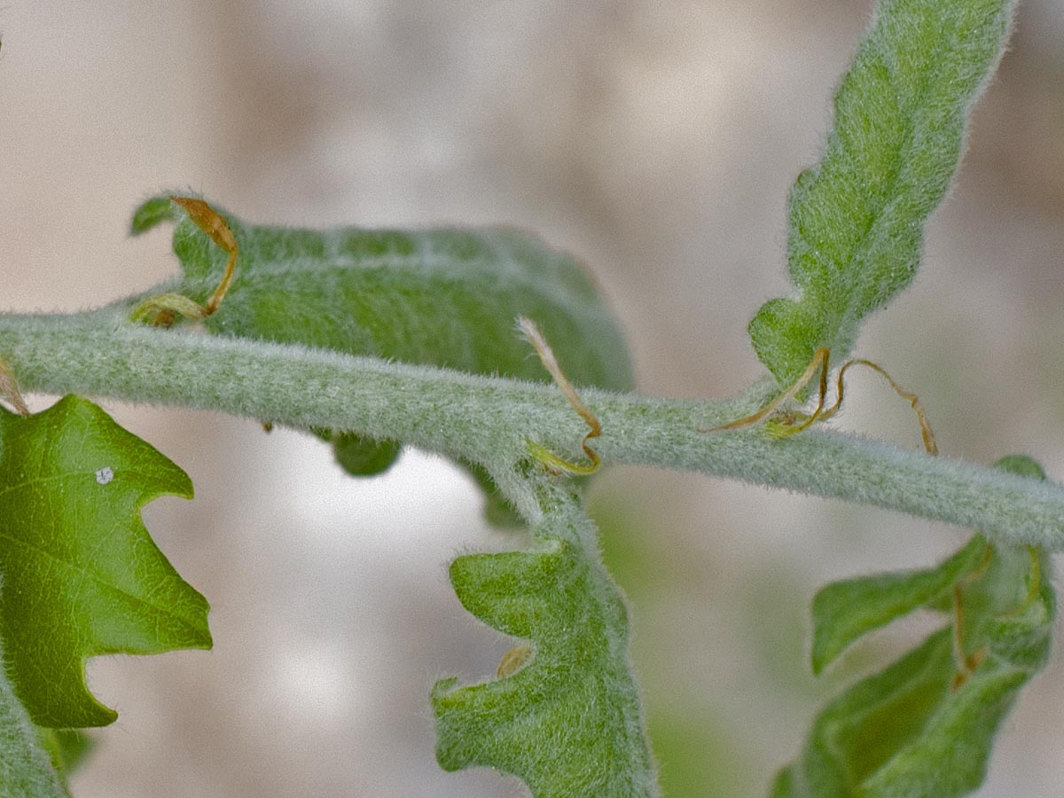 Quercus pubescens