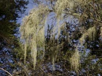 Usnea