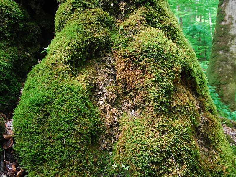 bewachsener Felsen