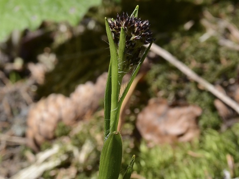 Luzula sylvatica