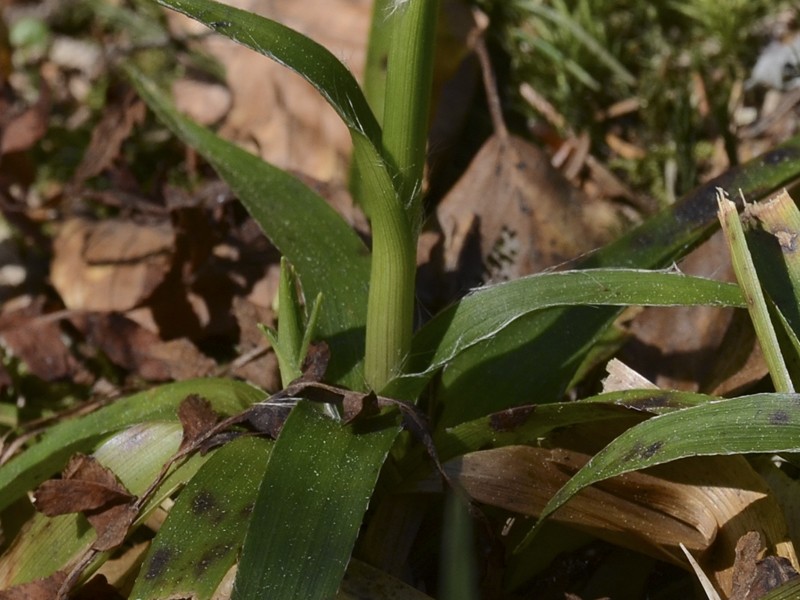 Luzula sylvatica