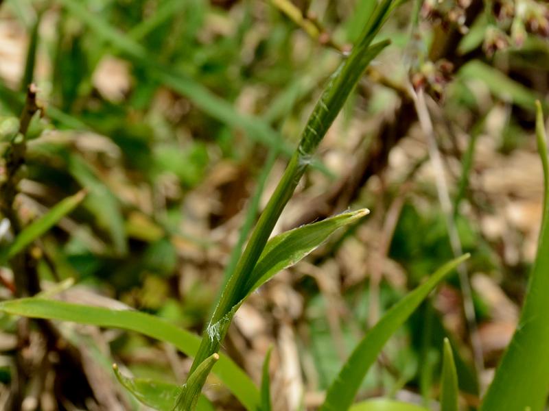 Luzula sylvatica