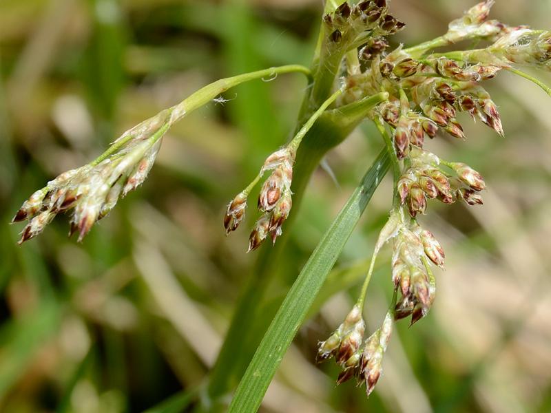 Luzula sylvatica