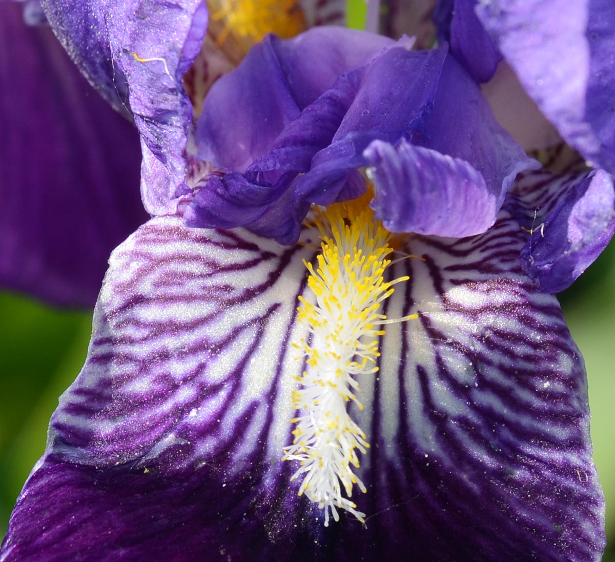 Iris germanica