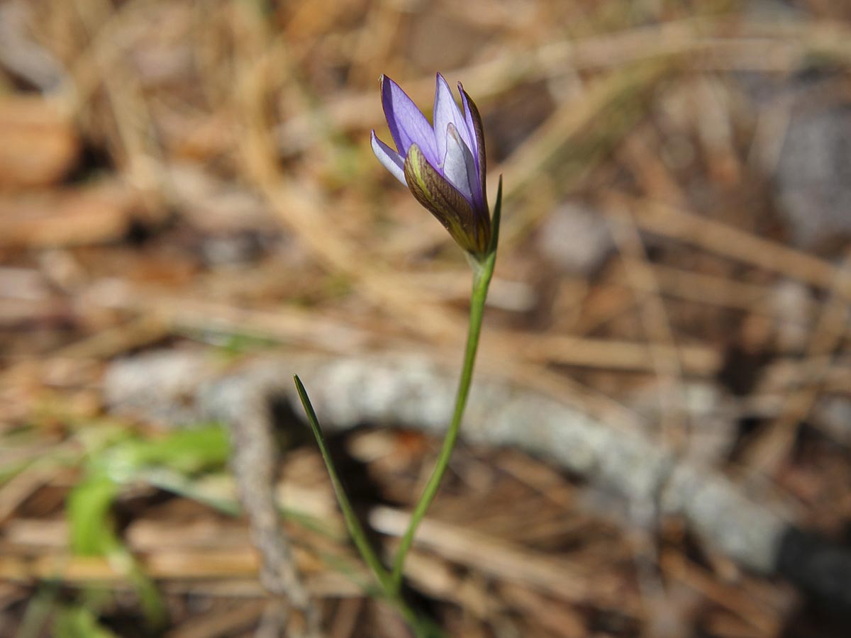 Romulea columnae