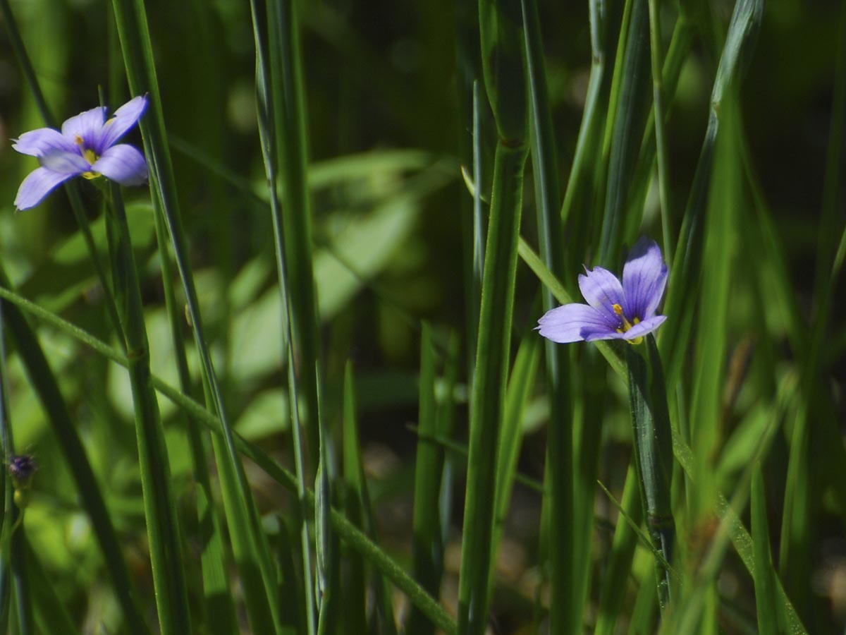 Sisyrinchium bermudiana