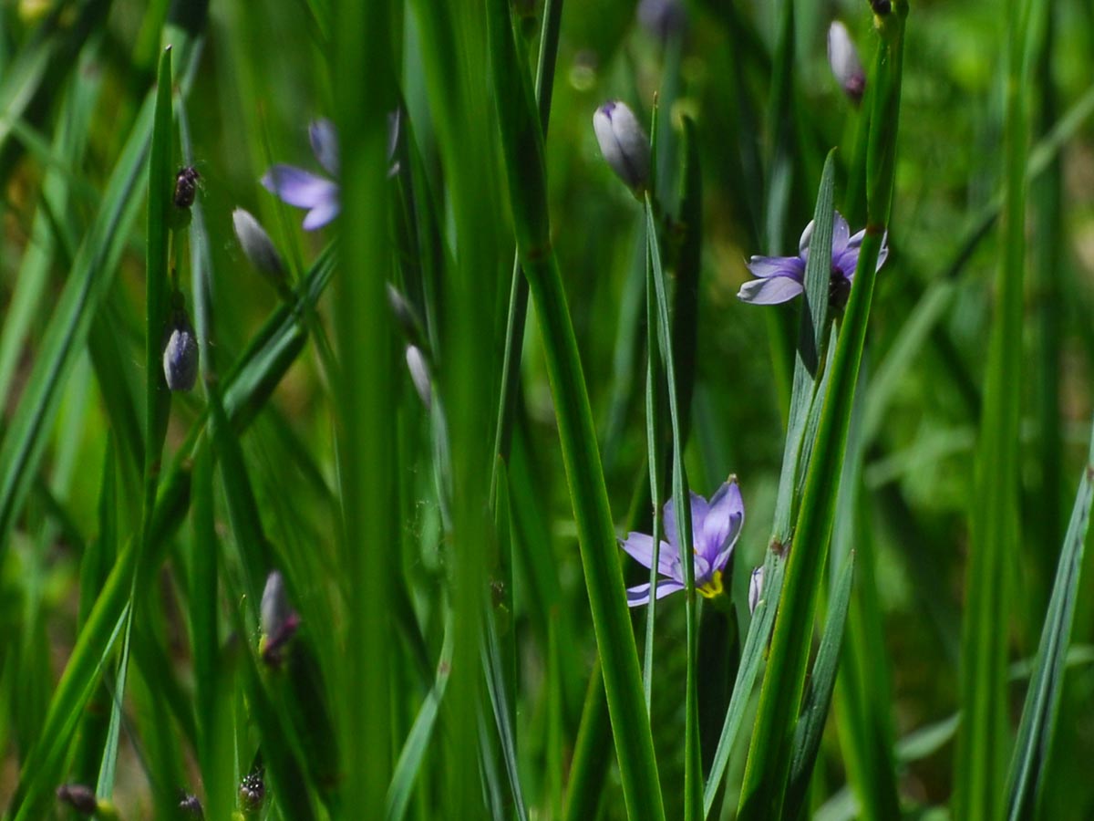 Sisyrinchium bermudiana