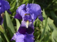 Iridaceae