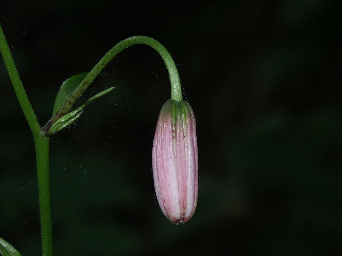 Lilium martagon