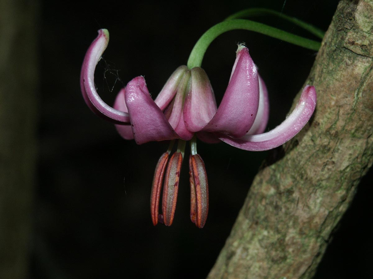 Lilium martagon