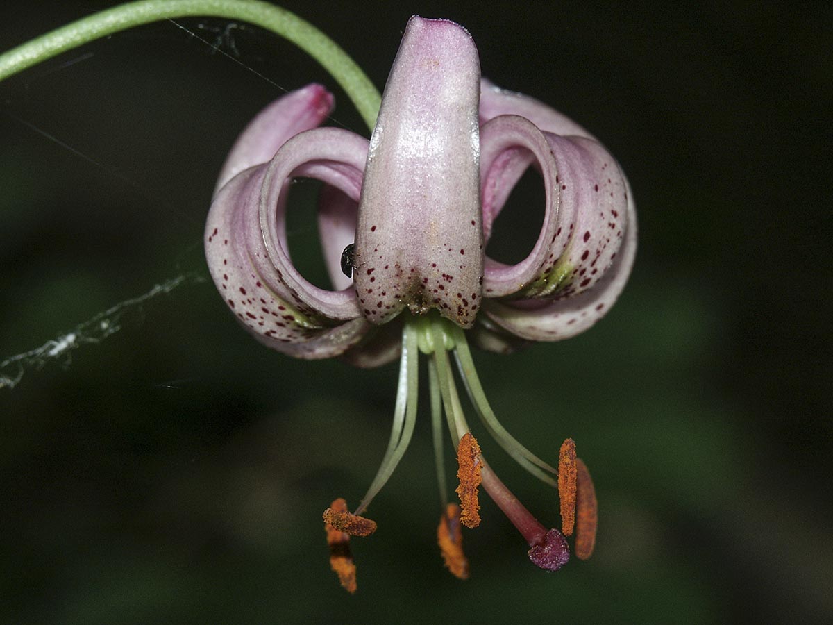 Lilium martagon