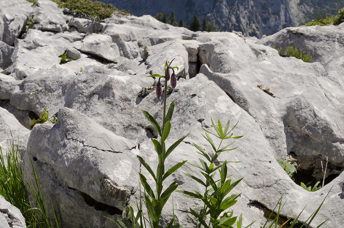 Lilium martagon