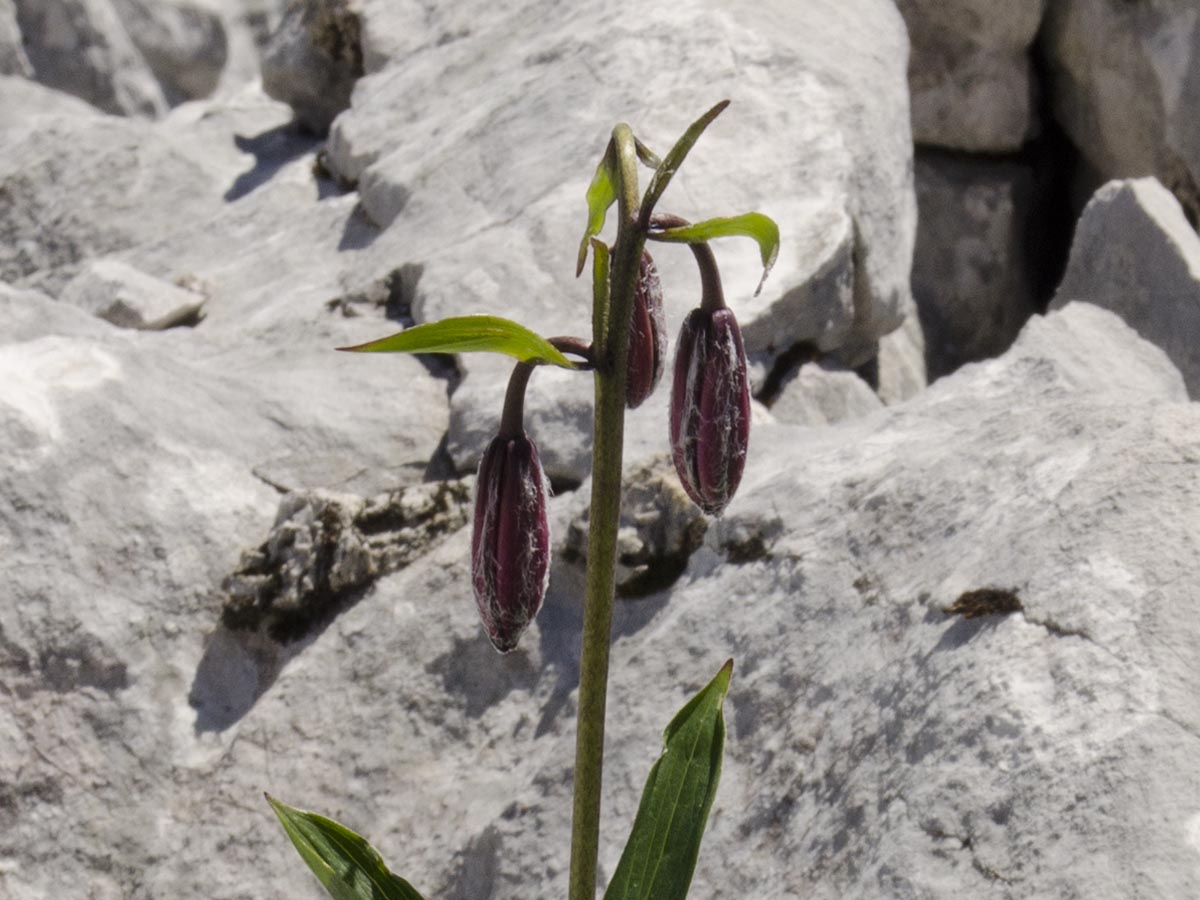 Lilium martagon