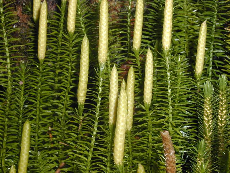 Lycopodium annotinum