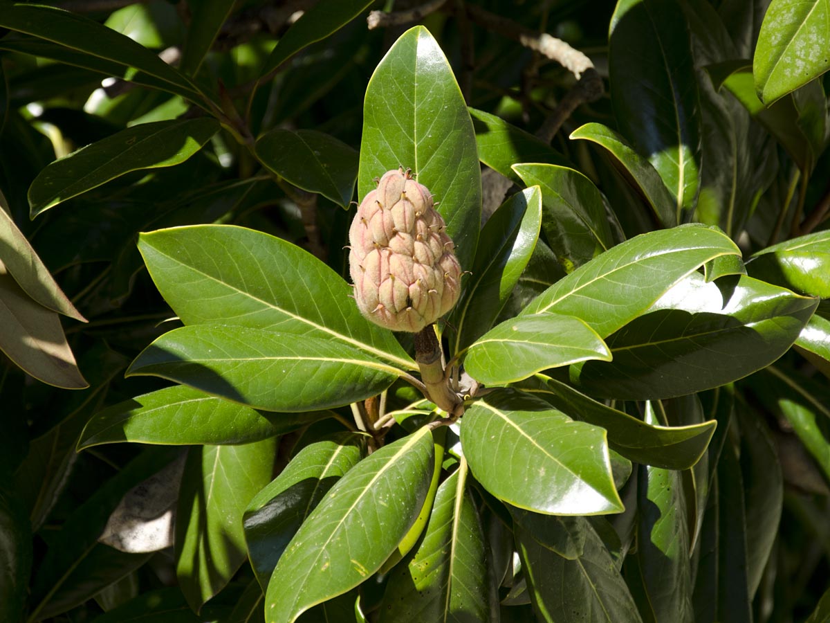 Magnolia grandiflora