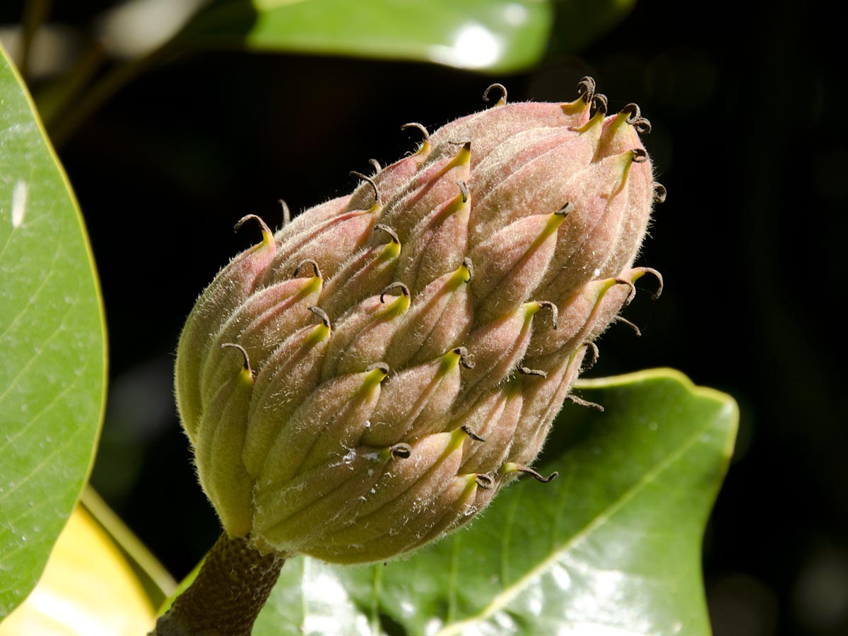 Magnolia grandiflora