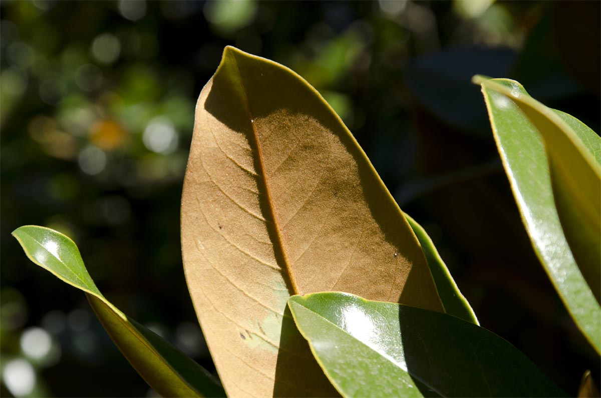 Magnolia grandiflora