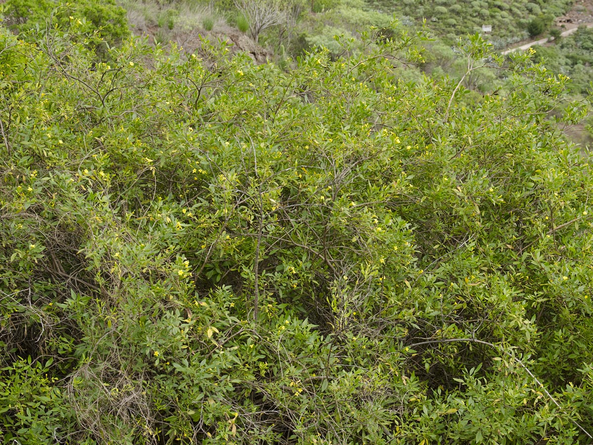 Jasminum odoratissimum