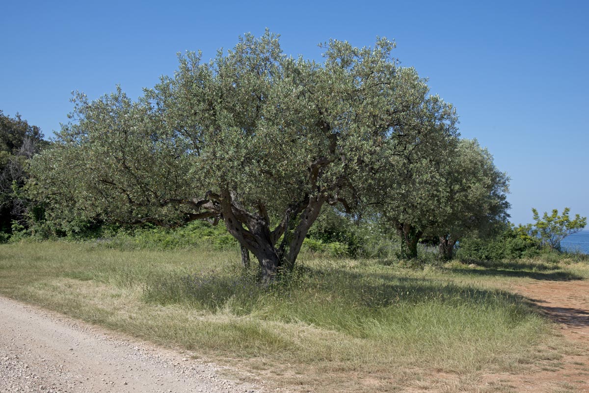 Olea europaea