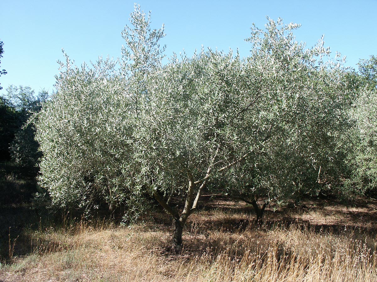 Olea europaea