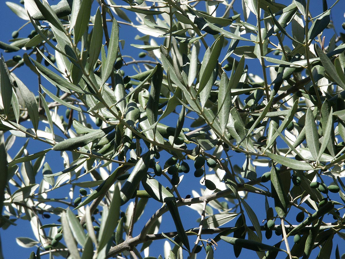 Olea europaea