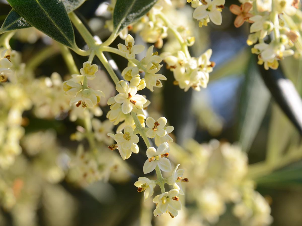 Olea europaea