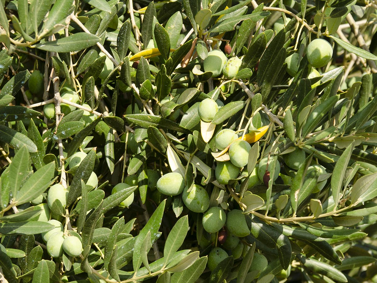 Olea europaea