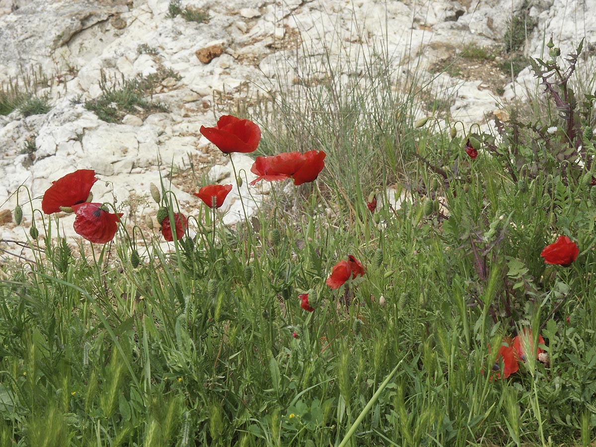 Papaver rhoeas