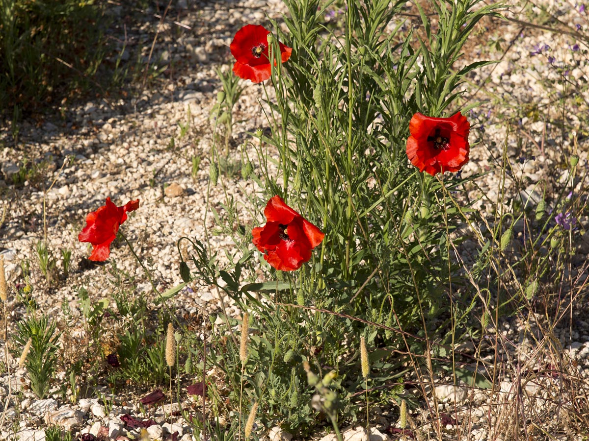 Papaver rhoeas