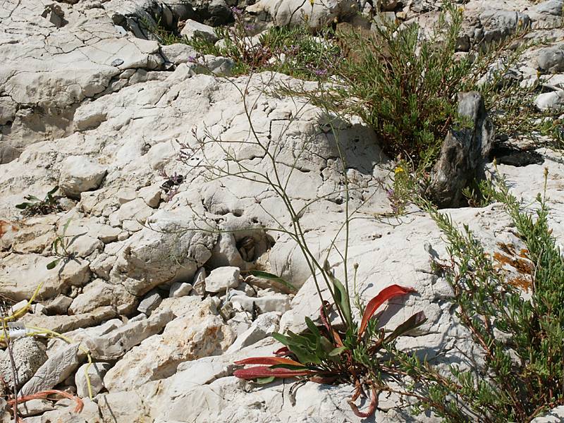 Limonium narbonense