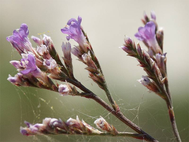 Limonium narbonense