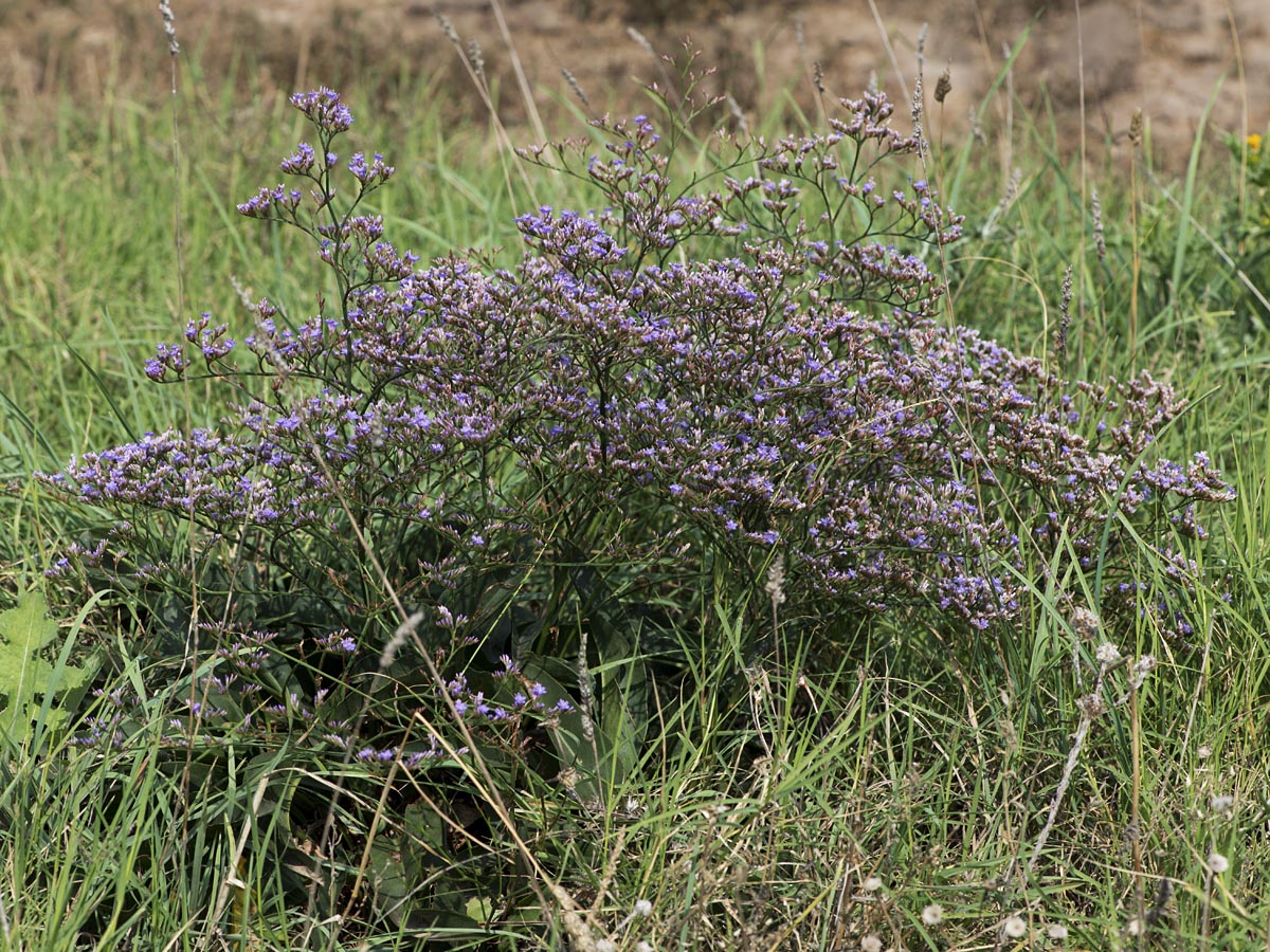 Limonium narbonense