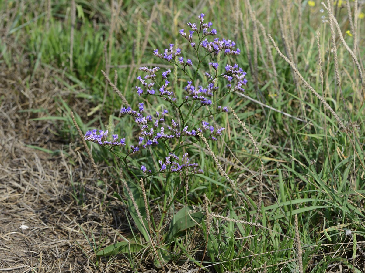 Limonium narbonense