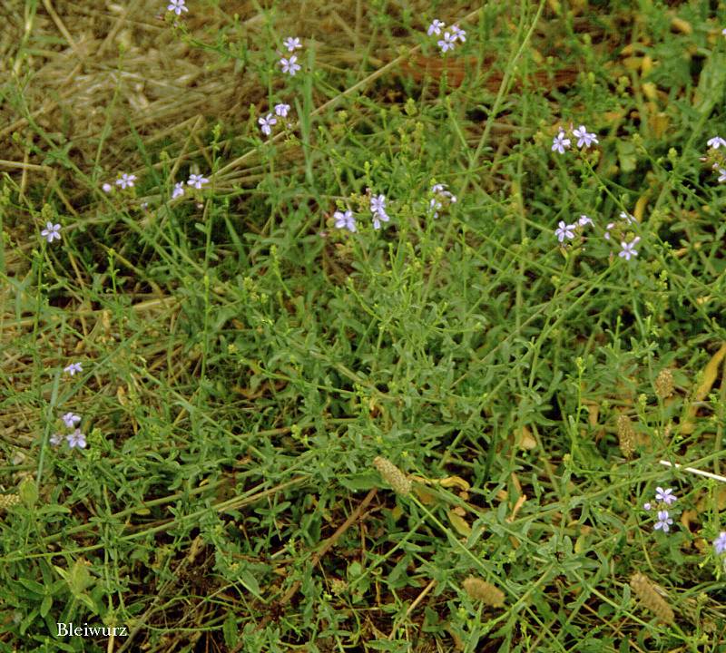 Plumbago europaea