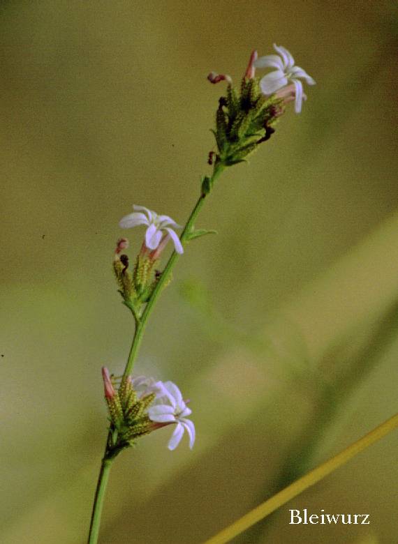 Plumbago europaea