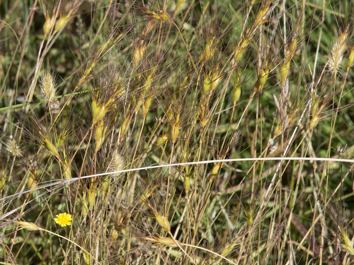 Aegilops geniculata