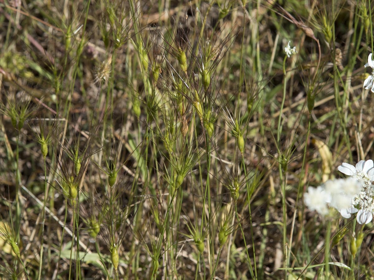 Aegilops geniculata