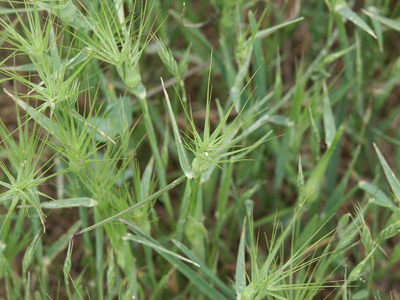 Aegilops geniculata